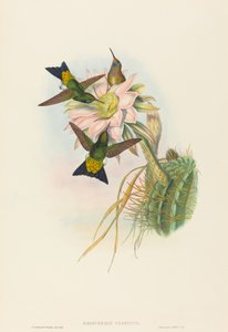 Eriocnemis vestitus Glowing Puff-Leg de John Gould and Henry Constantine Richter John Gould and Henry Constantine Richter