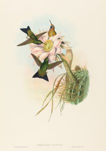 Eriocnemis vestitus Glowing Puff-Leg de John Gould and Henry Constantine Richter John Gould and Henry Constantine Richter