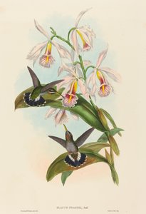 Glaucis fraseri, garganta barbada de Fraser. Creadores: John Gould, Henry Constantine Richter de John Gould and Henry Constantine Richter John Gould and Henry Constantine Richter