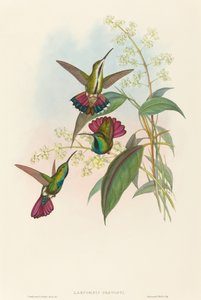 Lampornis prevosti. Creadores: John Gould, Henry Constantine Richter de John Gould and Henry Constantine Richter John Gould and Henry Constantine Richter