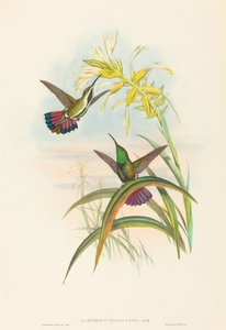 Lampornis veraguensis Veraguan Mango. Creadores: John Gould, Henry Constantine Richter de John Gould and Henry Constantine Richter John Gould and Henry Constantine Richter