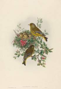 Ligurinus chloris Verderón. Creadores: John Gould, Henry Constantine Richter de John Gould and Henry Constantine Richter John Gould and Henry Constantine Richter