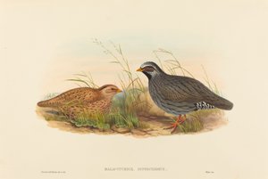 Malacoturnix superciliosus Codorniz de montaña de John Gould and Henry Constantine Richter John Gould and Henry Constantine Richter