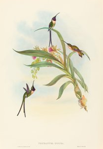 Tharmastura enicura Cola de Tijera Delgada. Creadores: John Gould, Henry Constantine Richter de John Gould and Henry Constantine Richter John Gould and Henry Constantine Richter