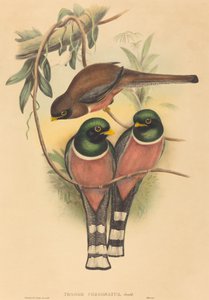 Trogan personatus, probablemente 1836-1838. Creadores: John Gould, Henry Constantine Richter de John Gould and Henry Constantine Richter John Gould and Henry Constantine Richter