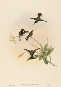 Callipharus nigriventris Colibrí de vientre negro de John Gould, William Matthew Hart