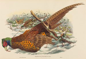 Phasianus colchicus Faisán de collar. Creadores: John Gould, William Matthew Hart de John Gould, William Matthew Hart