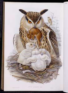 Un gran búho y polluelos, de "Las aves de Europa", publicado 1832-37 de John Gould