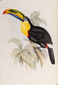 Una monografía de los Ramphastidae, o familia de tucanes, primera edición, publicada en 1834 de John Gould