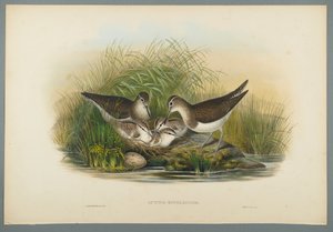 Actitis Hypoleucos - Andarríos Chico de John Gould