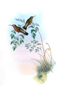 Adelomyia castaneiventris = Lampornis castaneoventris de John Gould
