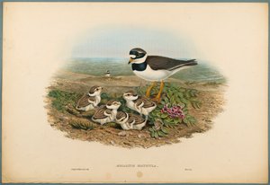 Aegialitis Hiaticula - Chorlitejo Grande de John Gould