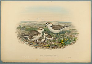 Aegialophilus Cantianus - Chorlitejo Patinegro de John Gould