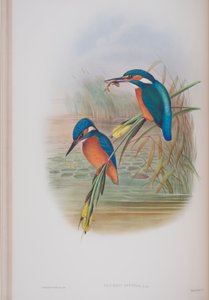 Alcedo Ispida, lámina de Las Aves de Gran Bretaña por John Gould, publicado 1862-73 de John Gould