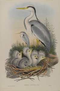 Ardea Cinerea - Garza de John Gould