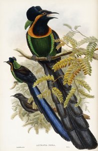 Astrapia de Arfak