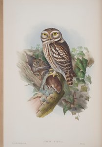 Athene Noctua, lámina de Las Aves de Gran Bretaña por John Gould, publicado 1862-73 de John Gould