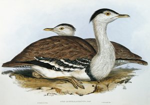 Avutarda australiana (Otis australasianus)
