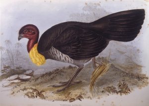 Pavo de matorral australiano (Alectura lathami), grabado por John Gould
