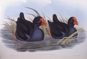 Calamón australiano (Porphyrio melanotus), grabado por John Gould de John Gould
