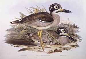 Alcaraván de playa (Esacus magnirostris o Burhinus giganteus), Grabado de John Gould