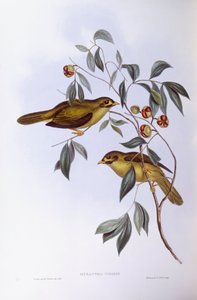 Minero campanero (Manorina melanophrys), grabado por John Gould de John Gould