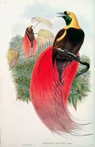 Ave del Paraíso, grabado por T. Walter de John Gould
