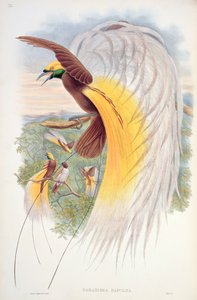 Ave del Paraíso, de 