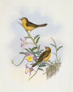 Timalí de barbilla negra (Stachyris pyrrhops), Grabado de John Gould de John Gould