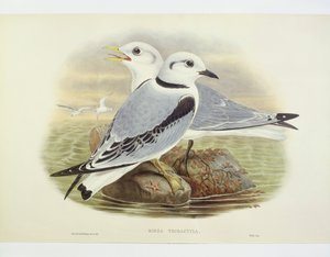 Gaviota tridáctila (Rissa tridactyla), grabado por John Gould, William Hart, H C Richte de John Gould