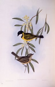 Silbador de cola negra (Pachycephala melanura), grabado por John Gould de John Gould