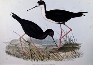 Cigüeñuela negra (Himantopus novaezelandiae), grabado de Aves de Australia de John Gould