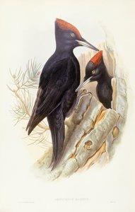Pico negro (Dryocopus martius), grabado por John Gould de John Gould