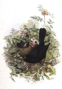 Mirlo de John Gould