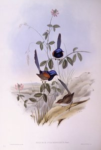 Riel de pecho azul (Malurus pulcherrimus), grabado por John Gould de John Gould