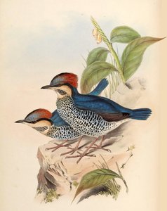 Pita azul Pitta cyanea Blyth de John Gould