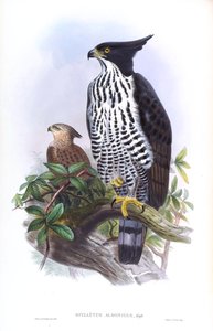 Águila-azor de Blyth Nisaetus alboniger (Gmelin) de John Gould