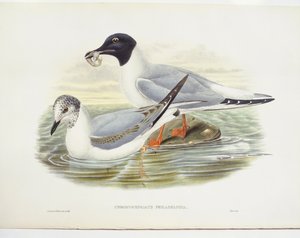 Gaviota de Bonaparte (Larus philadelphia), ilustración de John Gould