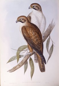 Halcón marrón (Falco berigora occidentalis), grabado por John Gould de John Gould