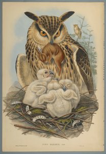 Bubo Maximus: Búho de John Gould