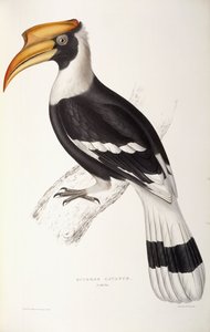 Buceros Cavatus de John Gould