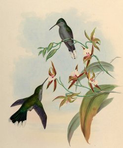 Campylopterus latipennis = Campylopterus largipennis de John Gould