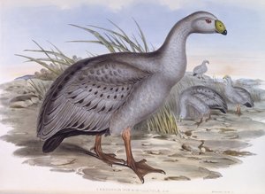Ganso de Cabo Barren (Cereopsis novaehollandiae), grabado por John Gould de John Gould