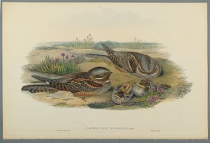 Caprimulgus Europaeus de John Gould