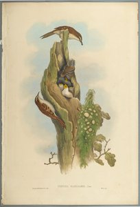Certhia Familiaris - Trepador de John Gould