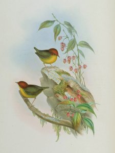 Cettia castaneocoronata de John Gould