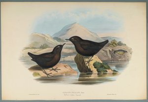 Cinclus Pallasi: Mirlo Acuático de Pallas