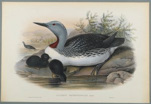 Colymbus Septentrionalis: Colimbo Ártico de John Gould