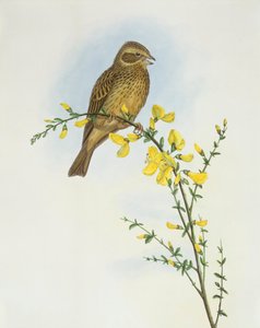 Triguero (Miliaria o Emberiza calandra), Grabado de John Gould