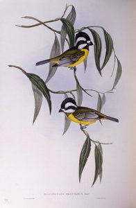 Tit de cresta (Falcunculus frontatus), grabado por John Gould de John Gould